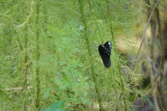Euploea crameri