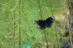 Euploea crameri