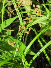 Scirpus hattorianus