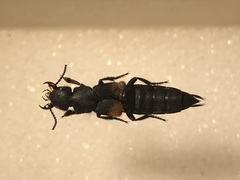 Platydracus fossator