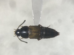 Tachinus luridus