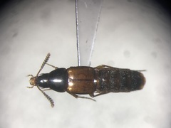 Carphacis effrenatus