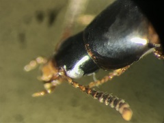 Carphacis effrenatus