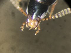 Carphacis effrenatus