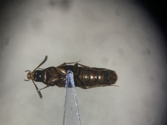 Carphacis effrenatus