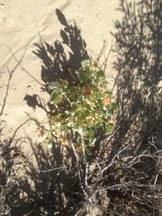 Tripterocalyx micranthus