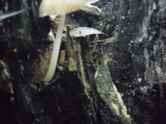 Pluteus americanus