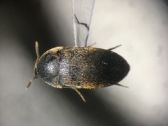 Eustrophus tomentosus