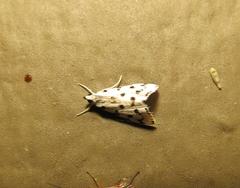 Eustixia pupula