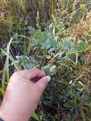 Corethrodendron fruticosum