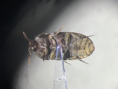 Eustrophus tomentosus