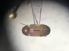 Euvrilletta harrisii