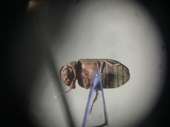 Euvrilletta harrisii