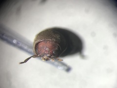 Euvrilletta harrisii