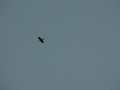 Corvus brachyrhynchos caurinus