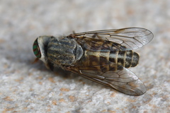 Tabanus glaucopis