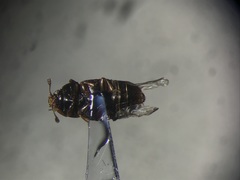 Colopterus truncatus