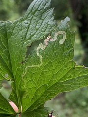 Phytomyza canadensis
