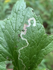 Phytomyza canadensis