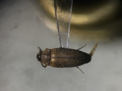 Hallomenus punctulatus
