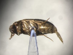 Hallomenus punctulatus