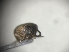 Hallomenus punctulatus