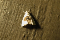 Lipocosma sicalis