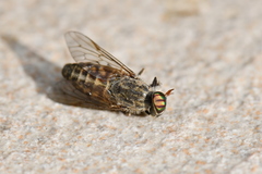 Tabanus glaucopis