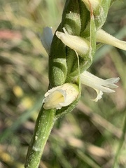 Spiranthes magnicamporum