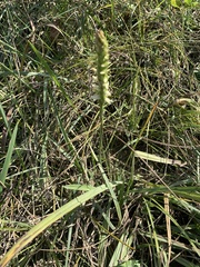 Spiranthes magnicamporum
