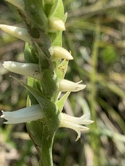 Spiranthes magnicamporum