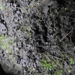 Scytinium juniperinum