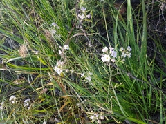 Dontostemon integrifolius