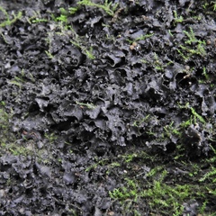 Scytinium juniperinum