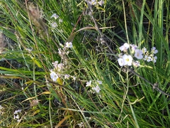 Dontostemon integrifolius