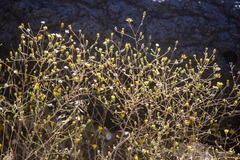 Lessingia glandulifera