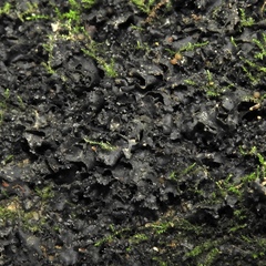 Scytinium juniperinum