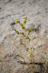 Deinandra mohavensis