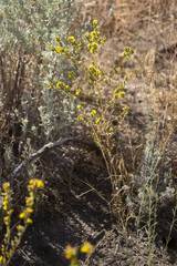 Deinandra mohavensis