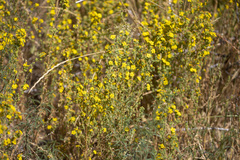 Deinandra mohavensis