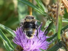 Bombus campestris