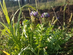 Oxytropis sylvatica