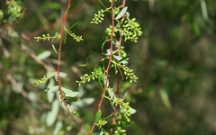 Salix mucronata