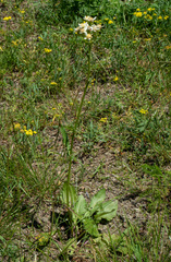 Senecio integerrimus ochroleucus