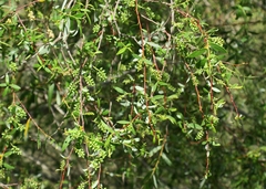 Salix mucronata