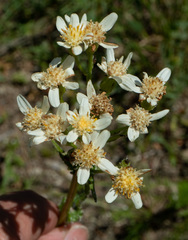 Senecio integerrimus ochroleucus
