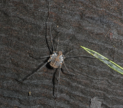 Ortholasma rugosum