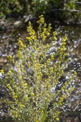 Deinandra mohavensis