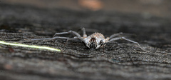Ortholasma rugosum