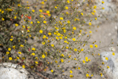 Lessingia glandulifera